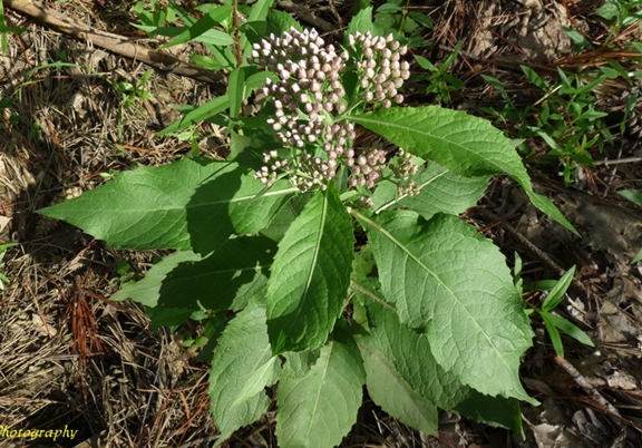 {Pluchea camphorata}